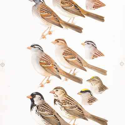 Sparrows