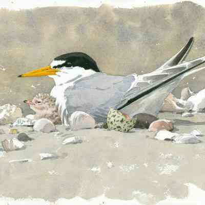Least Tern with Chick and Eggshell