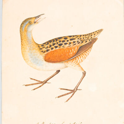 Rallus Crex. Land Rail