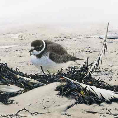 Untitled [Semipalmated Plover]