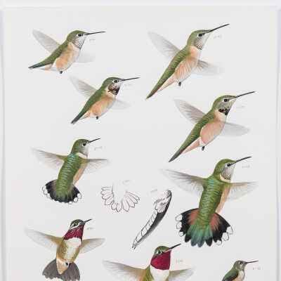 Calliope Hummingbird and Broad-tailed Hummingbird