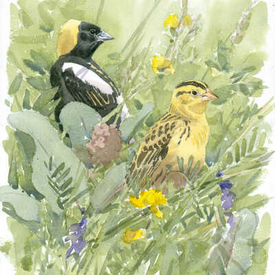Bobolink Pair