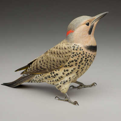Yellow-shafted Flicker