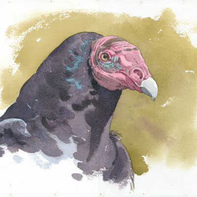 Turkey Vulture