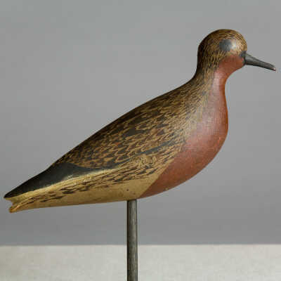 Untitled [Red Knot]