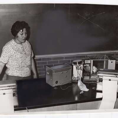 Student in Psycholgy Laboratory observing animal behavior, including duck and rat, c. 1970.