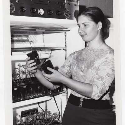 Biology student, Claudia Petruncio, working on Crown Gall project in science laboratory, August 1975.