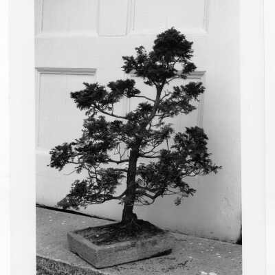 Father Robert Fitzgerald's bonsai collection at Loyola Hall.