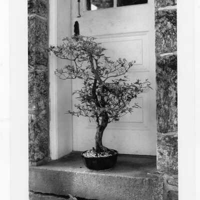 Father Robert Fitzgerald's bonsai collection at Loyola Hall.