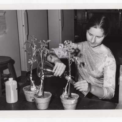 Biology student, Claudia Petruncio, working on Crown Gall project in science laboratory, August 1975.