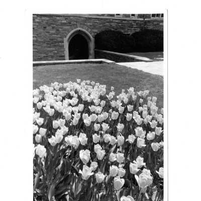 View of Barbelin quadrangle with tulips blooming.