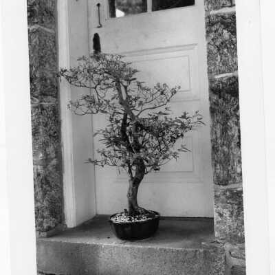 Father Robert Fitzgerald's bonsai collection at Loyola Hall.