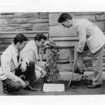 Three students participating in ceremonial planting of ivy during Junior Week activities.