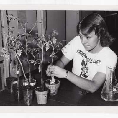 Biology student, Carol Anne MacKenzie, working on Crown Gall Project, August 1975.