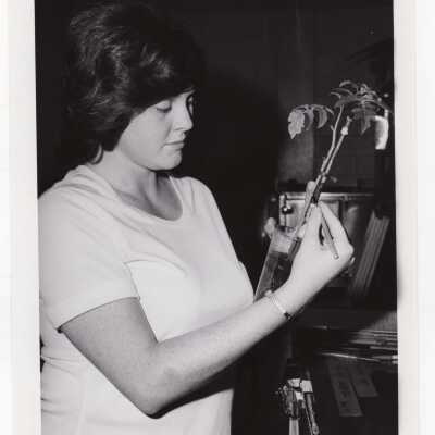 Biology student, Barbara Baker, working on Crown Gall project in science laboratory, August 1975.
