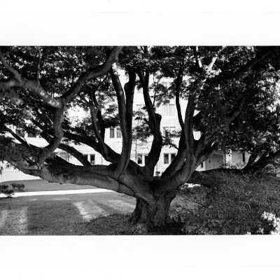 View of old Japanese maple tree near McShain Hall.
