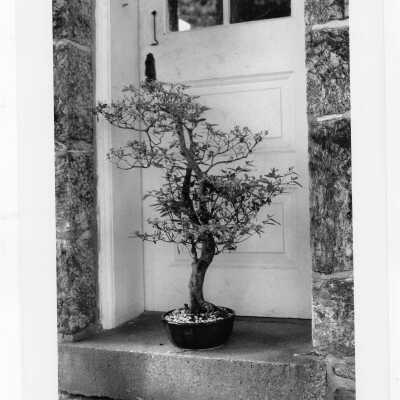Father Robert Fitzgerald's bonsai collection at Loyola Hall.