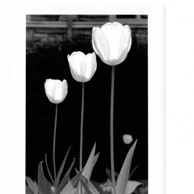 Tulips blooming near Barbelin.
