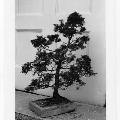 Father Robert Fitzgerald's bonsai collection at Loyola Hall.