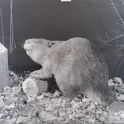 Black-and-white photograph of a beaver exhibit from the St. Joseph Museum located at 11th and Charles Street in St. Joseph, Missouri, the modern home of the Wyeth-Tootle Mansion.