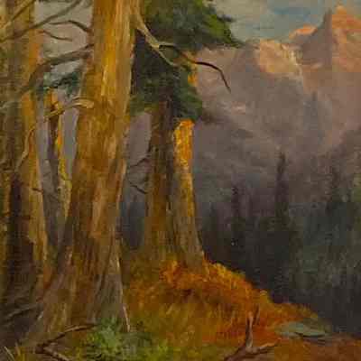 Forest Glade