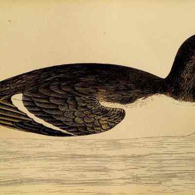 Common Guillemot (Uria aalge)
