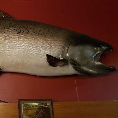 Chinook Salmon (Oncorhynchus tshawytscha)