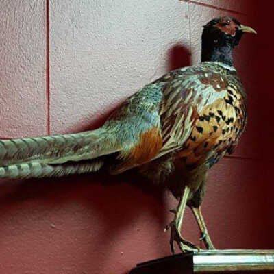 Ringneck Pheasant (Phasianus colchicus)