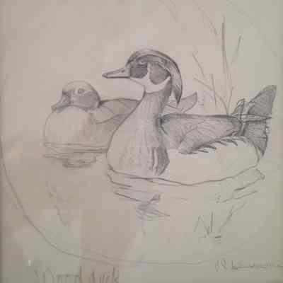 Wood Duck (Aix sponsa)