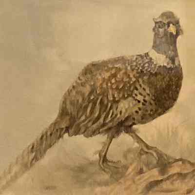 Ringneck Pheasant (Phasianus colchicus)