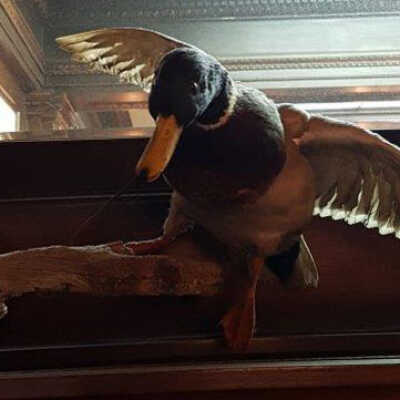 Mallard Duck (Anas platyrhynchos)