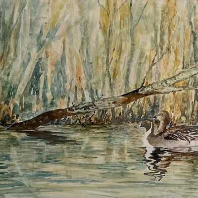 Pintails (Anas acuta)