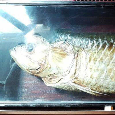 Salmon (species unidentified)