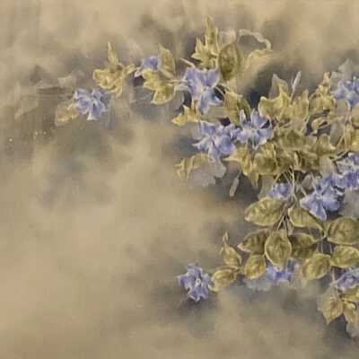 Trailing Periwinkle (Vinca major)