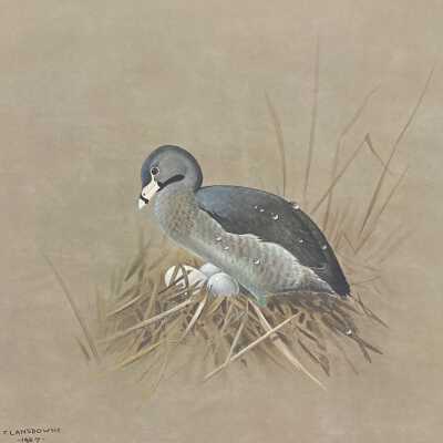 Pied-Billed Grebe (Podilymbus podiceps)