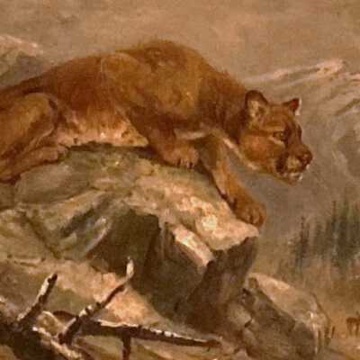 Mountain Lion