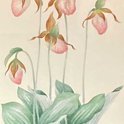 Pink Lady's Slipper (Cypripedium acaule)