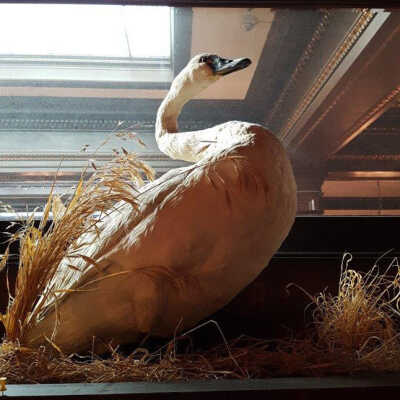 Trumpeter? Swan (Cygnus buccinator)