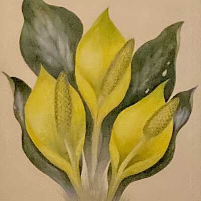 Western Skunk Cabbage (Lysichiton americanus)