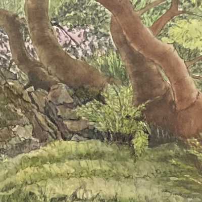Forest Glade