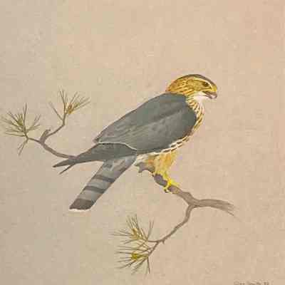Hawk I