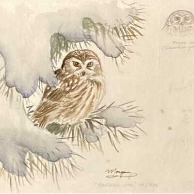 Shelter in the Ponderosa, Boreal Owl (Aegolius funereus) with Pygmy Owl (glaucidium gnoma)