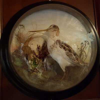 Common Snipe (Gallinago gallinago)