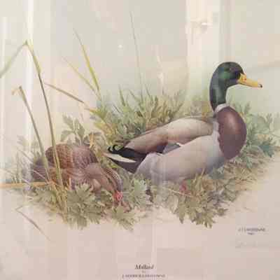 Mallard (Anas platyrhynchos)