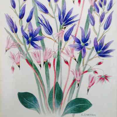 British Columbia Wild Flowers – Blue Camas (Camassia quamash) and Shooting Stars (Dodecatheon hendersonii)