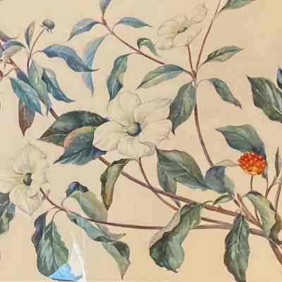 Pacific Dogwood/Western Flowering Dogwood (Cornus nuttallii)