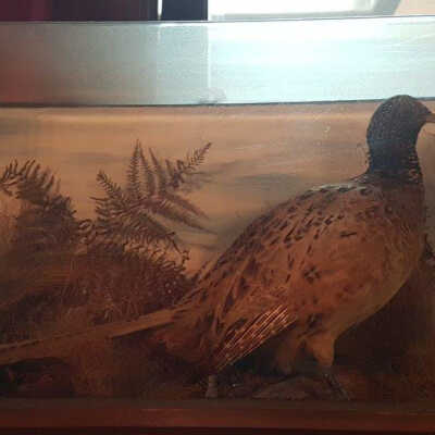 Ringneck Pheasant (Phasianus colchicus)