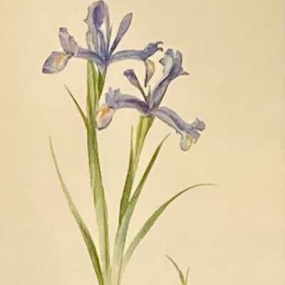 Irises