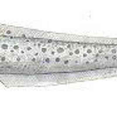 Wolf Eel (Anarrhichthys ocellatus)