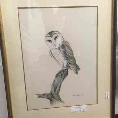 Barn Owl (Tyto alba)
